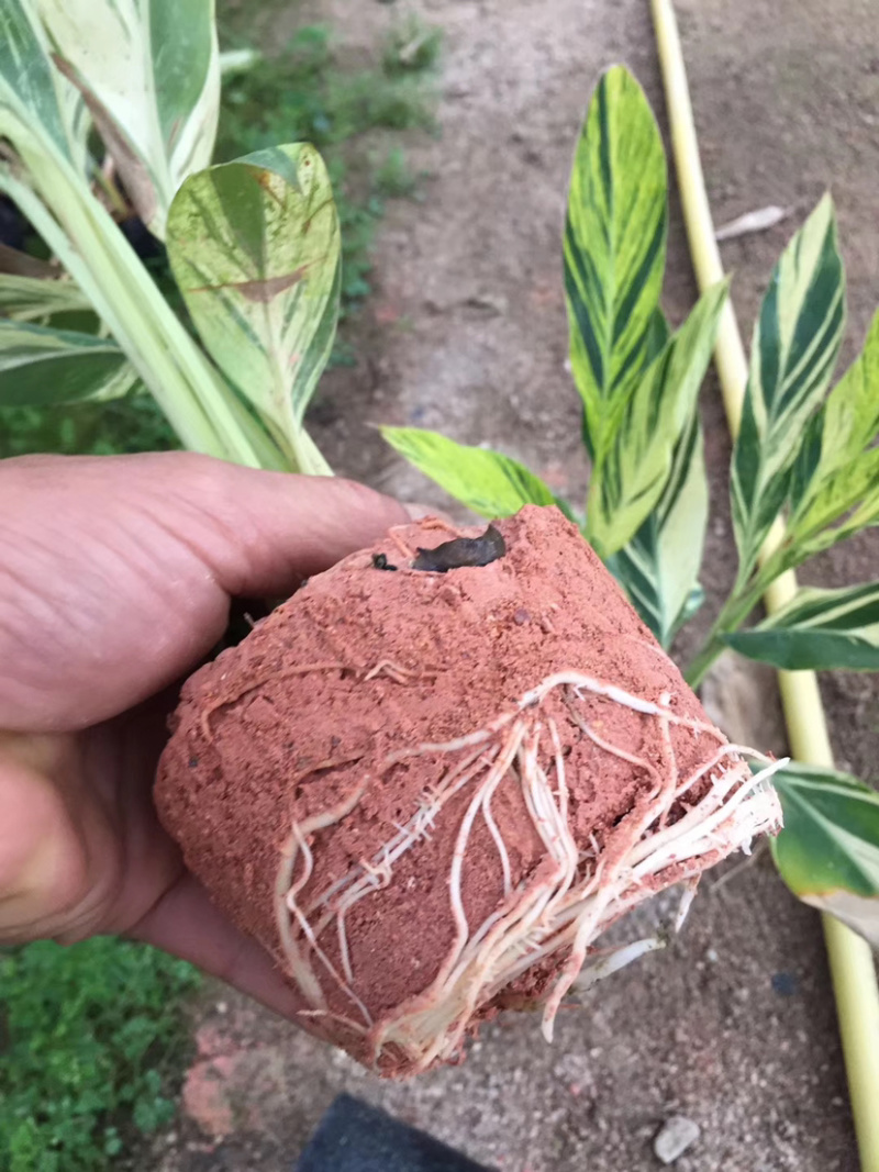 花叶连姜30-50cm低价出售库存大量