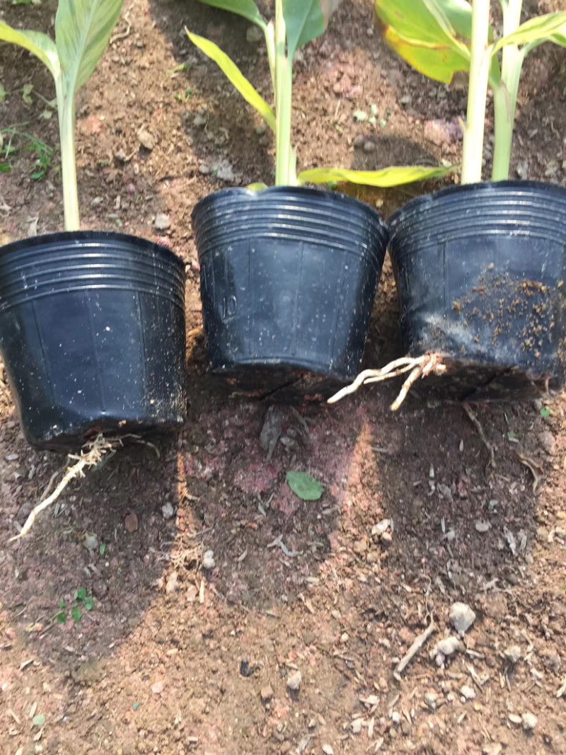 花叶连姜30-50cm低价出售库存大量