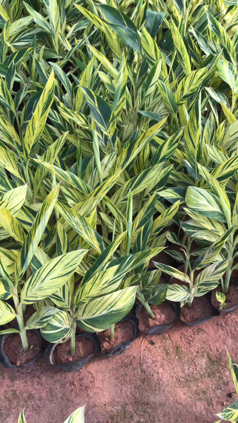 花叶连姜30-50cm低价出售库存大量