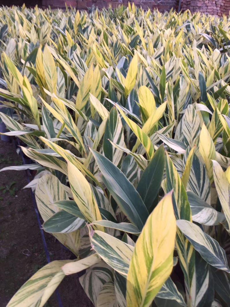 花叶连姜30-50cm低价出售库存大量