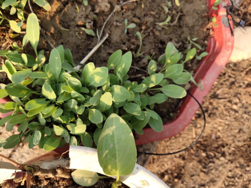 板蓝根子:根茎一年作物易管里适应能力广欢迎广大种植户来电