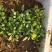 板蓝根子:根茎一年作物易管里适应能力广欢迎广大种植户来电
