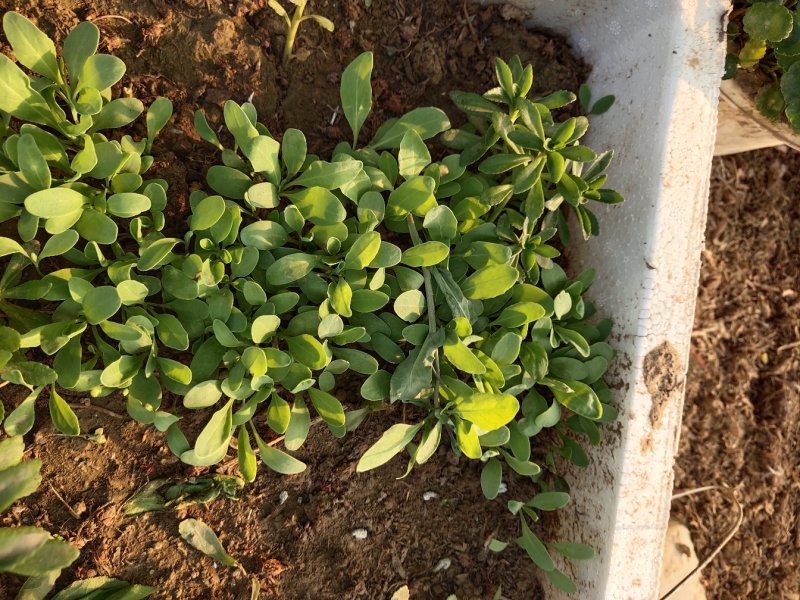板蓝根子:根茎一年作物易管里适应能力广欢迎广大种植户来电