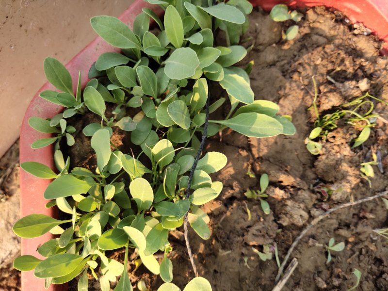板蓝根子:根茎一年作物易管里适应能力广欢迎广大种植户来电