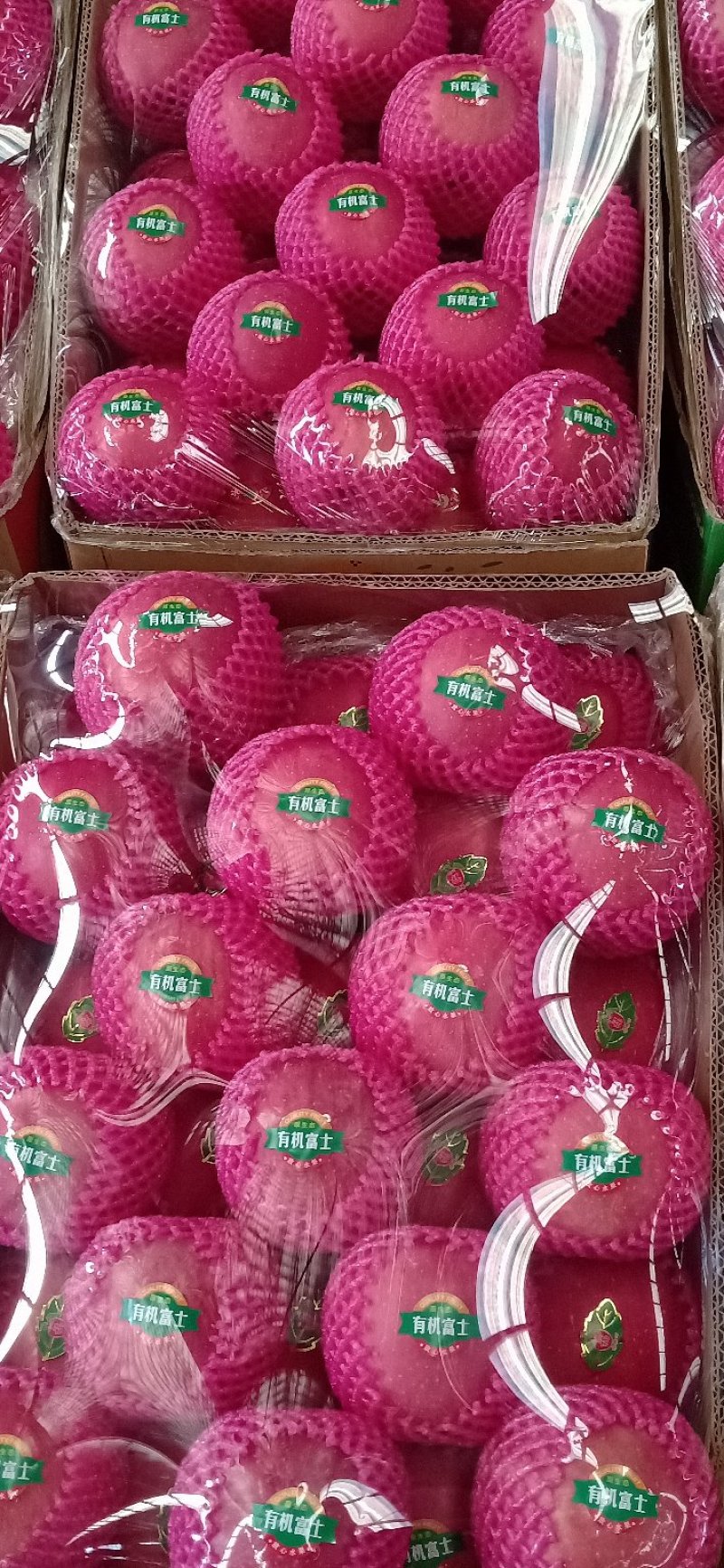 东马屯富士