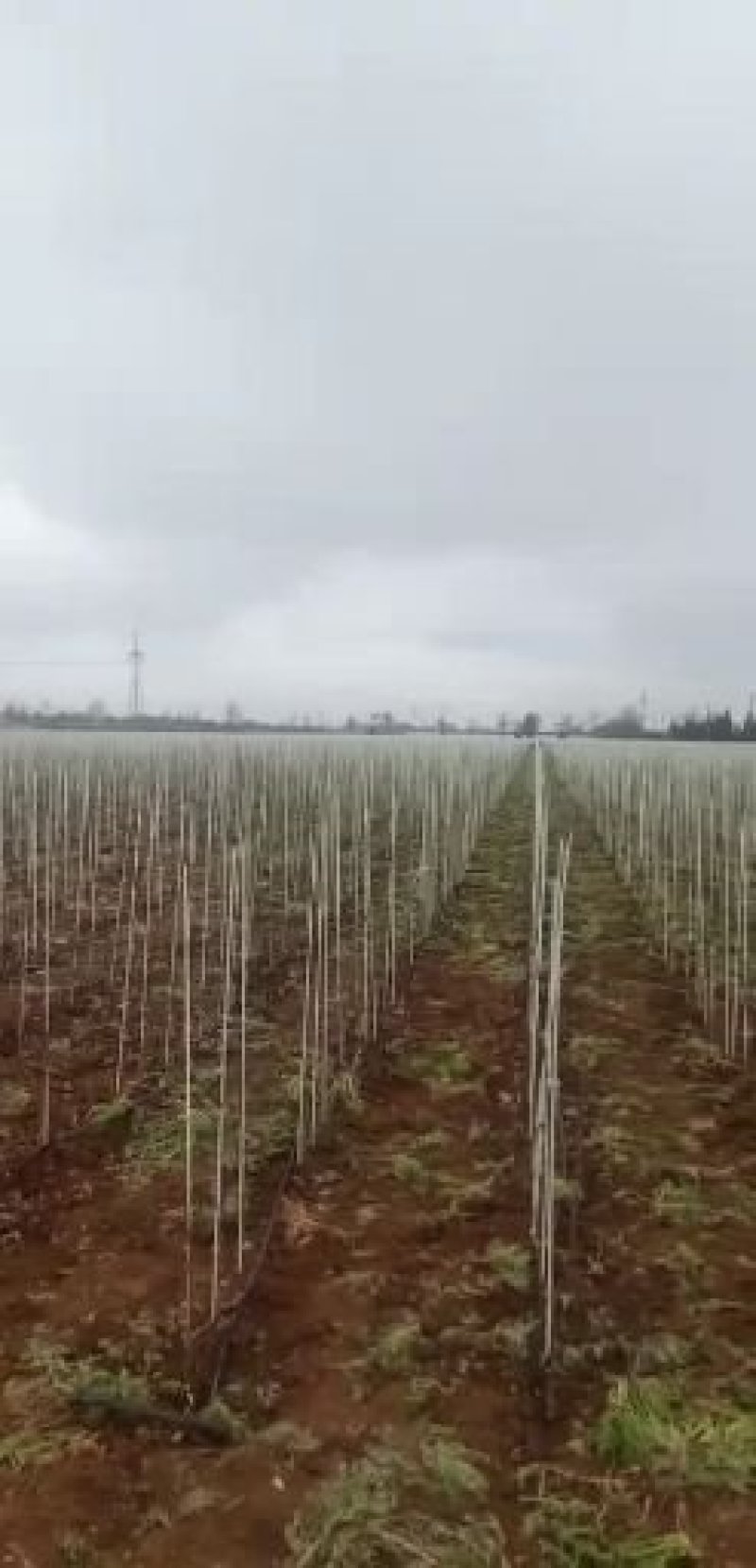 玻璃纤维杆，小拱棚杆，葡萄避雨棚，果苗定植杆等！