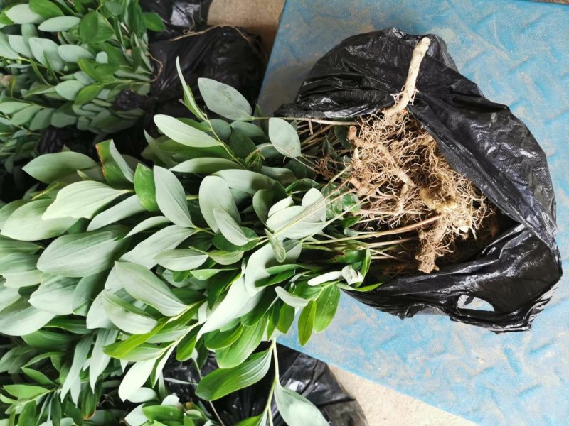 玉竹苗产地直销多年种植经验南玉竹品种