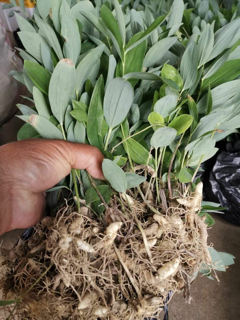玉竹苗产地直销多年种植经验南玉竹品种