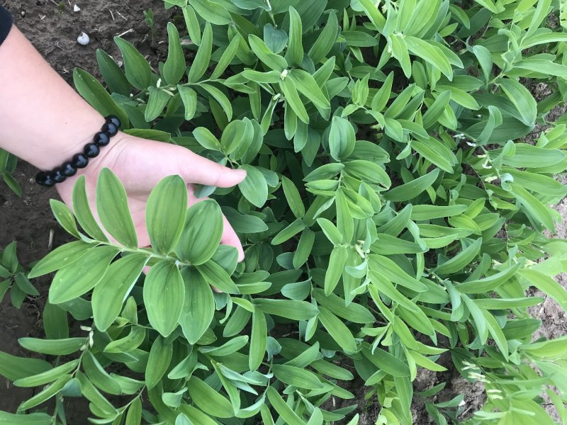 玉竹苗产地直销多年种植经验南玉竹品种