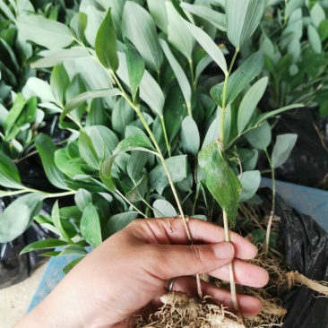 玉竹苗产地直销多年种植经验南玉竹品种