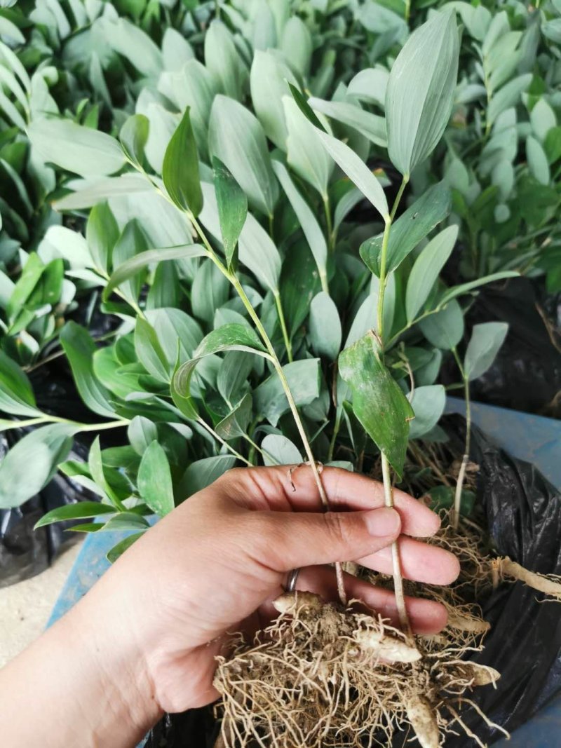 玉竹苗产地直销多年种植经验南玉竹品种