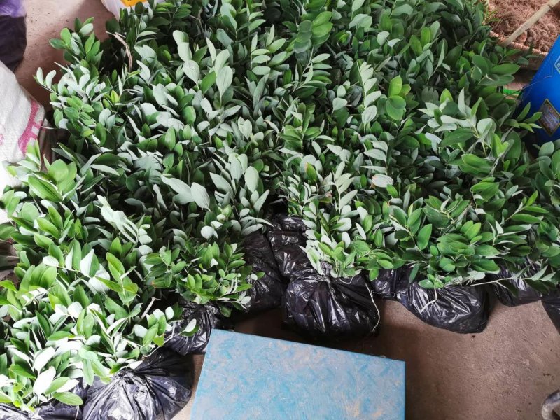 玉竹苗产地直销多年种植经验南玉竹品种