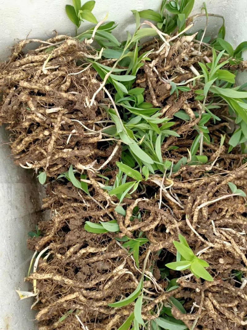 玉竹苗产地直销多年种植经验南玉竹品种