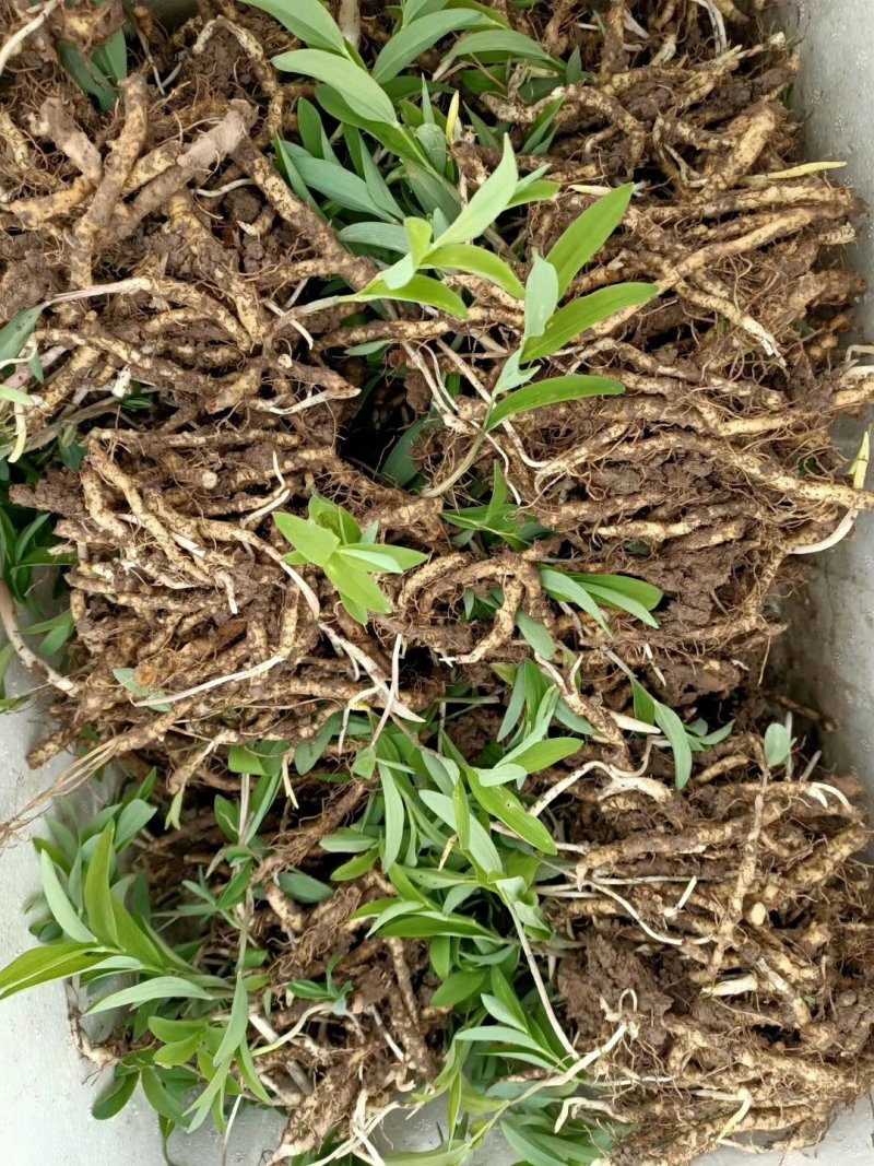 玉竹苗产地直销多年种植经验南玉竹品种