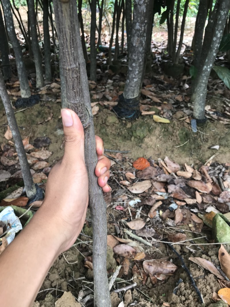 马一号菠萝蜜苗菠萝蜜苗果实大高产包邮