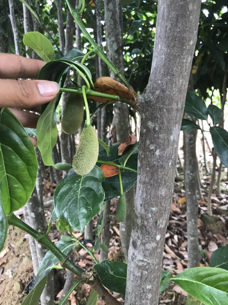 马一号菠萝蜜苗菠萝蜜苗果实大高产包邮