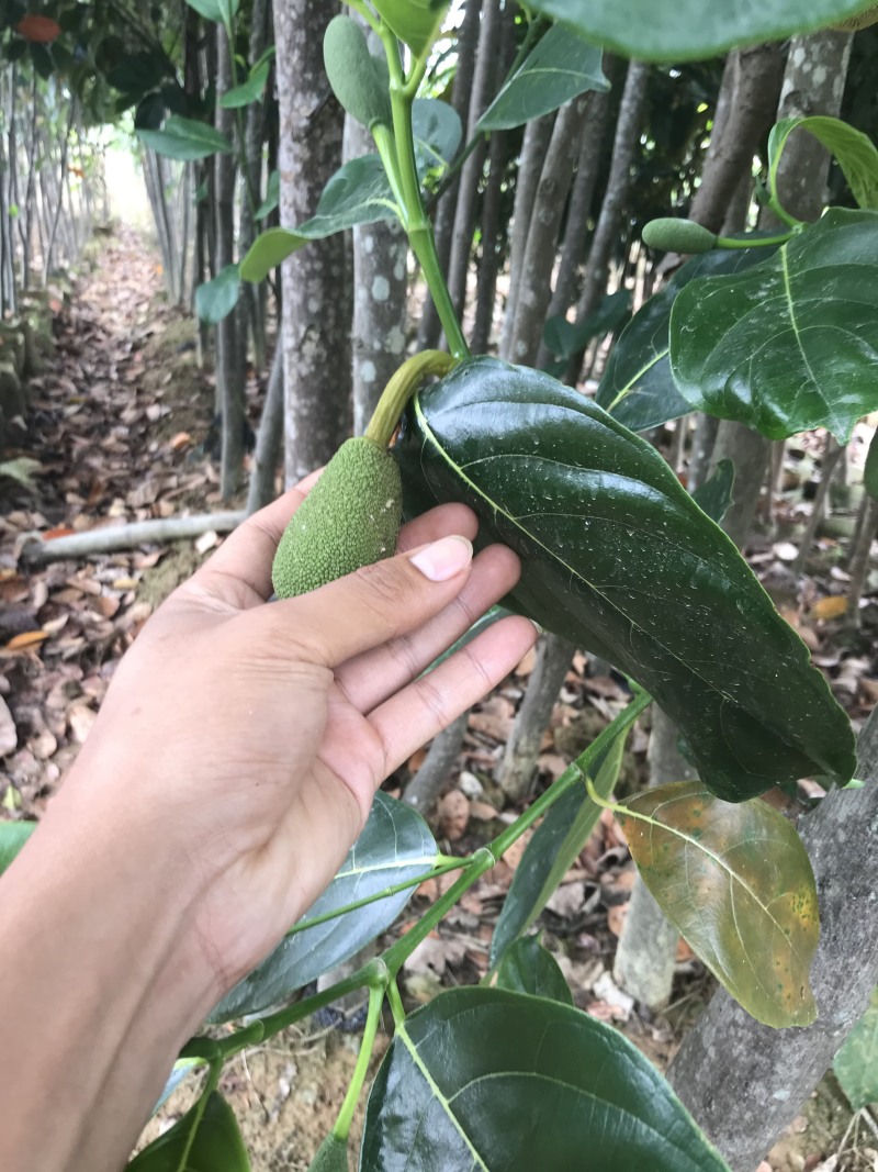 马一号菠萝蜜苗菠萝蜜苗果实大高产包邮