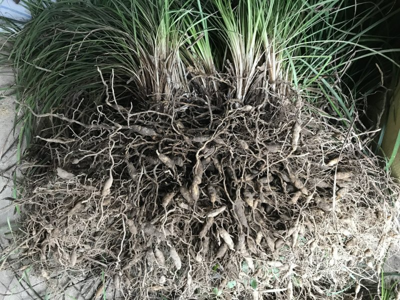 甜质麦冬苗产地直销基地直发麦冬苗