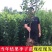 恐龙蛋李子树苗品种保证基地签约发苗包成活包技术