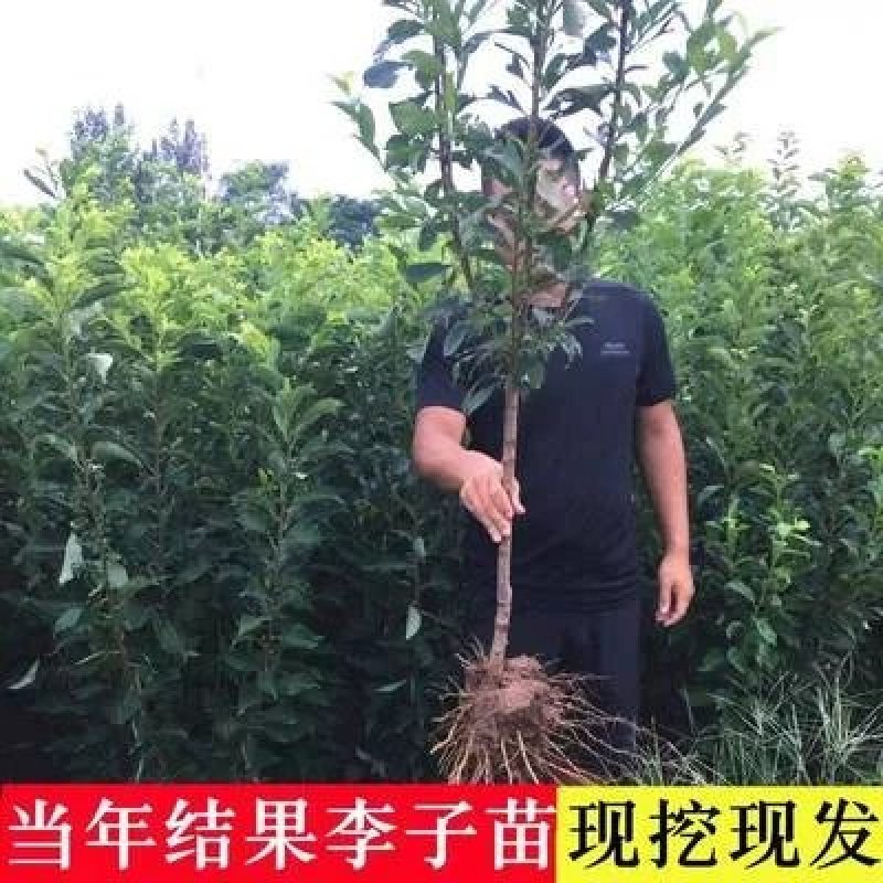 恐龙蛋李子树苗品种保证基地签约发苗包成活包技术