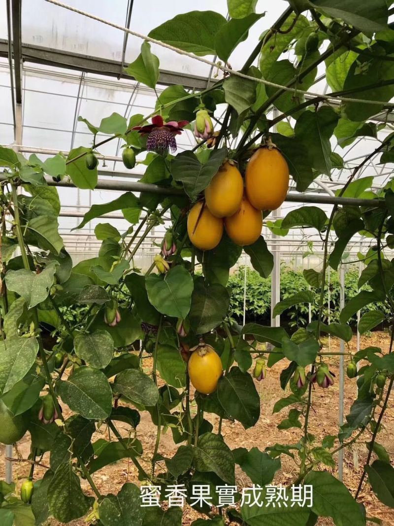 木瓜百香果苗密甜纯正品种苗包邮包售后技术指导