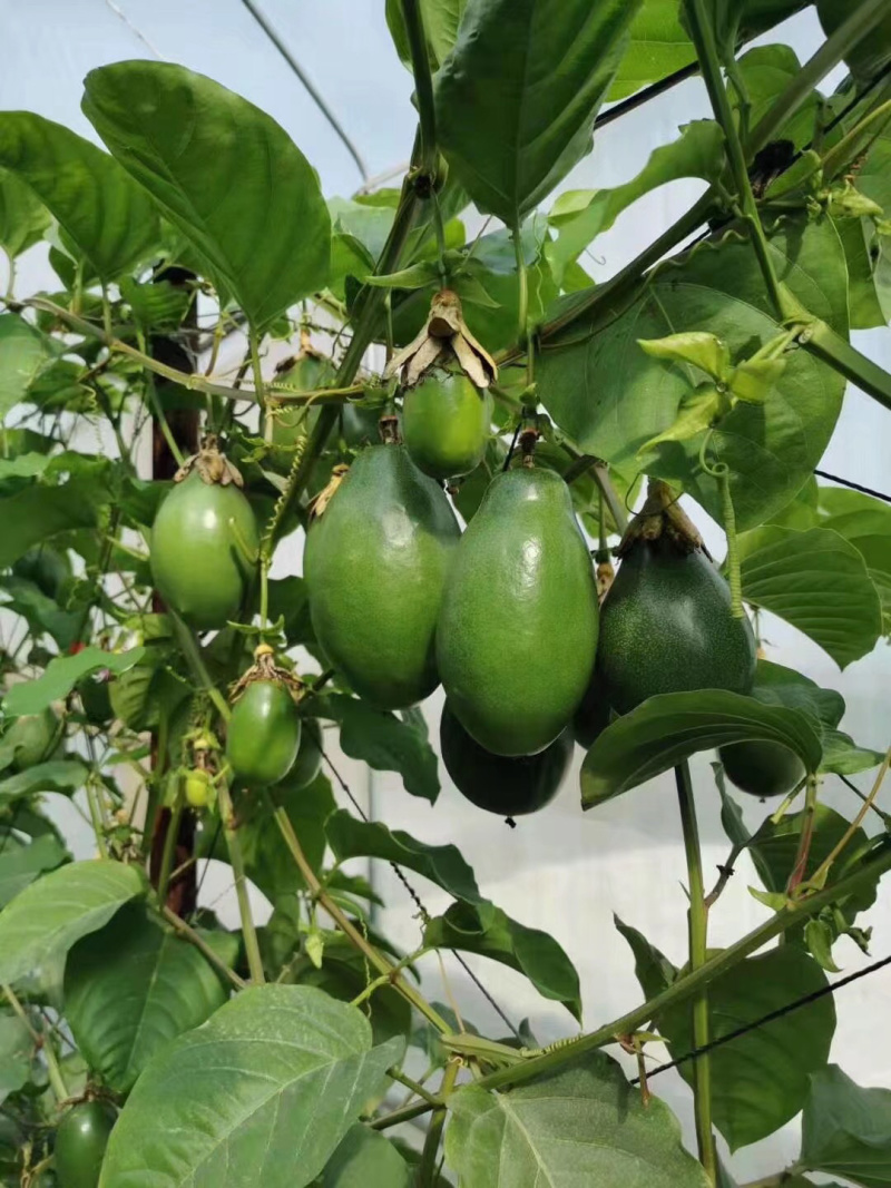 木瓜百香果苗密甜纯正品种苗包邮包售后技术指导