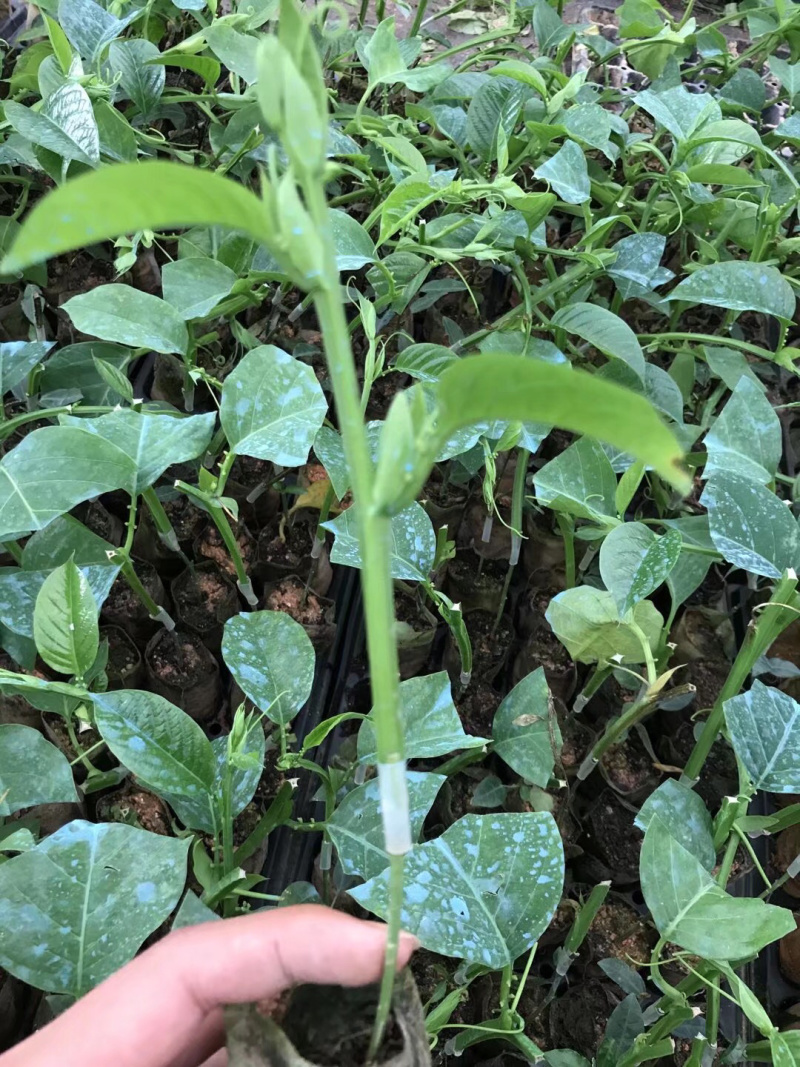木瓜百香果苗密甜纯正品种苗包邮包售后技术指导