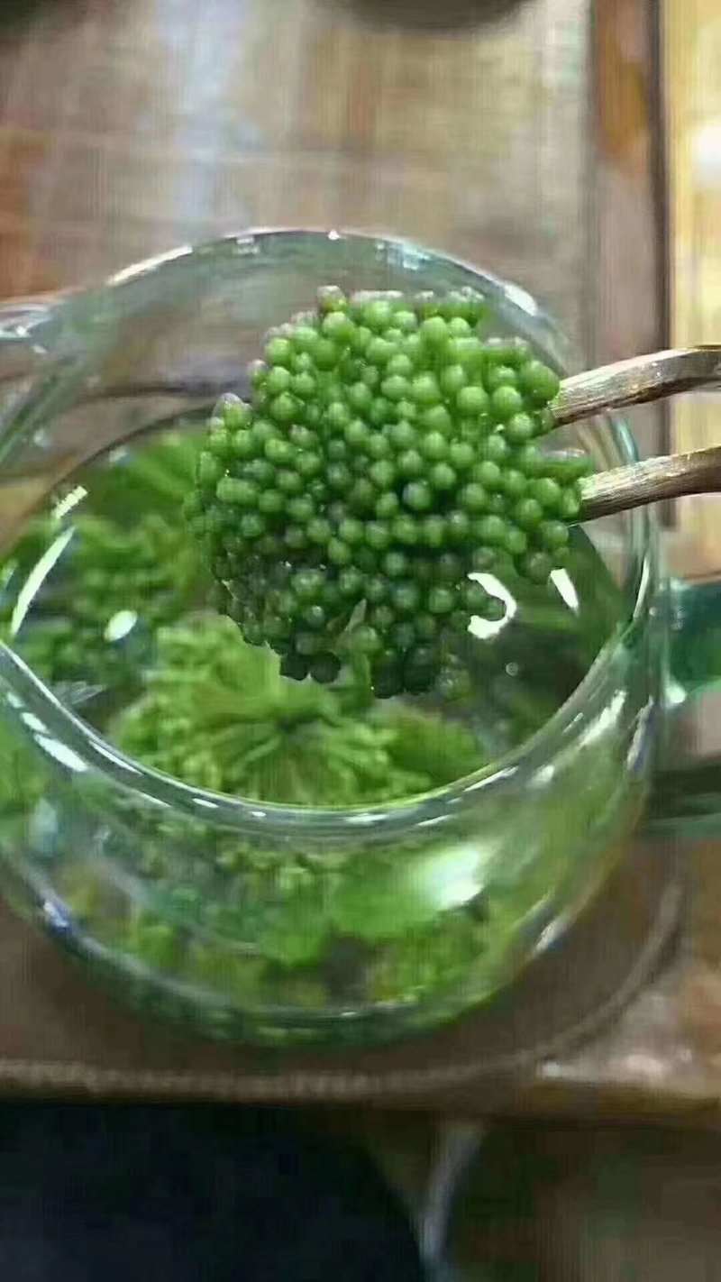三七花无柄