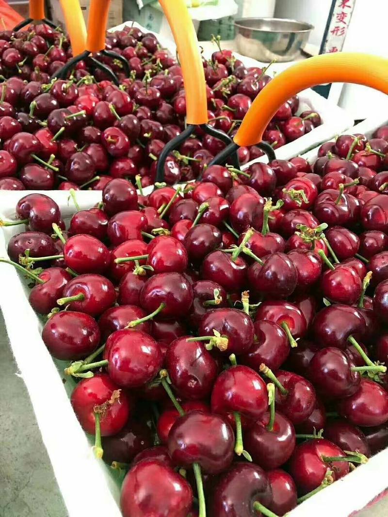 山东美早樱桃大棚樱桃大量现货品种多15克以上全国发货