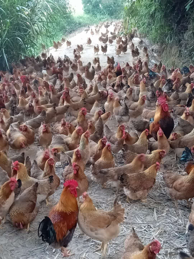 活禽清远麻项三黄鸡扇鸡货源充足长期招收代理合作商