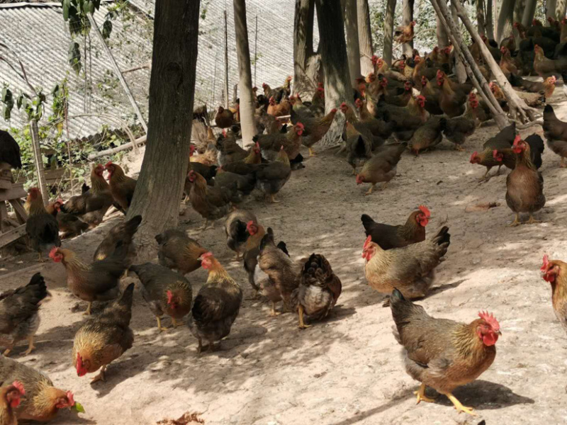 活禽清远麻项三黄鸡扇鸡货源充足长期招收代理合作商