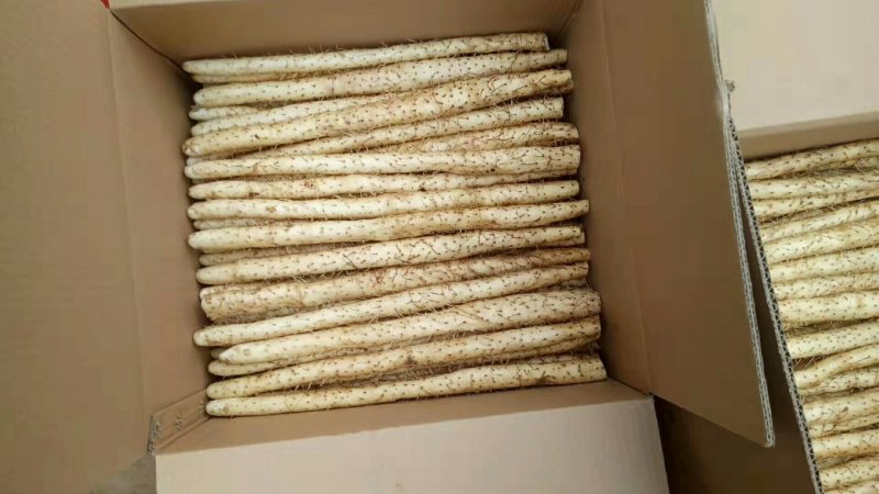 白山药小白嘴，精品网袋大量供应有需要的老板联系