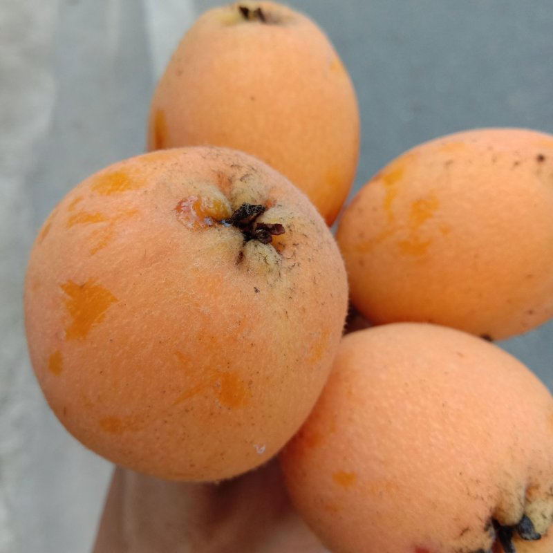 绩溪枇杷