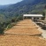 云南保山小粒咖啡咖啡豆高黎贡山高海拔精品咖啡生豆