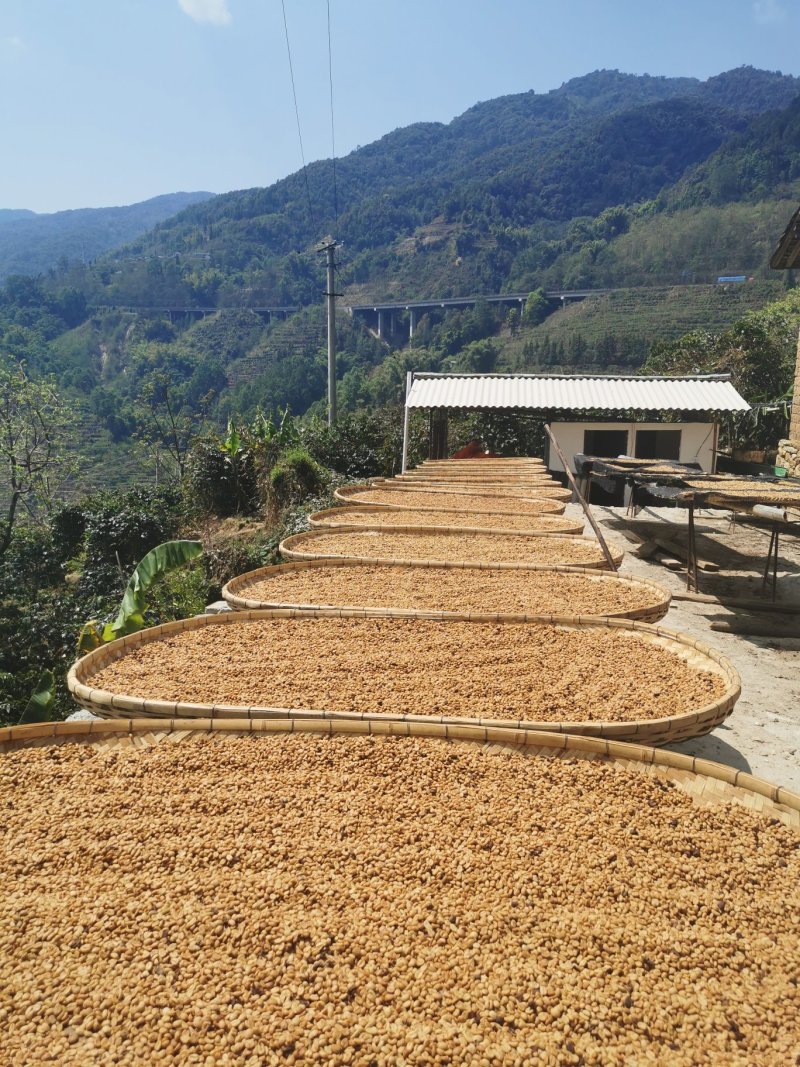 云南保山小粒咖啡咖啡豆高黎贡山高海拔精品咖啡生豆