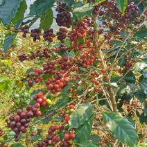云南保山小粒咖啡咖啡豆高黎贡山高海拔精品咖啡生豆