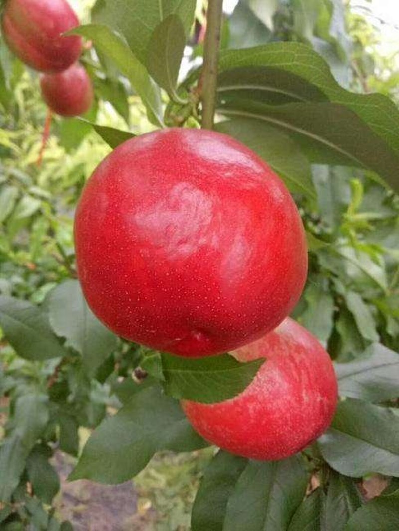 中油4号油桃