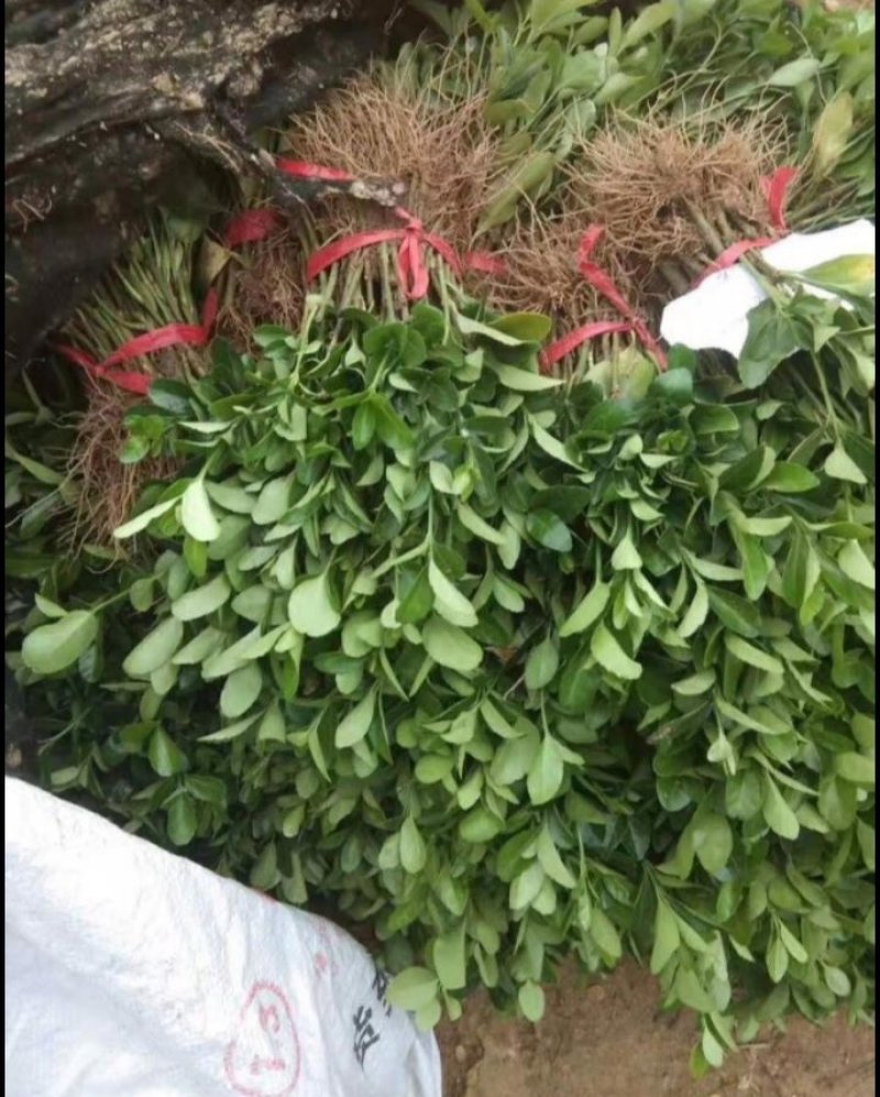 卫矛床苗优质扦插小苗根系发达，成活率胶东卫矛苗