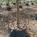 北美海棠精品容器苗一级树可视频看树8至14公分
