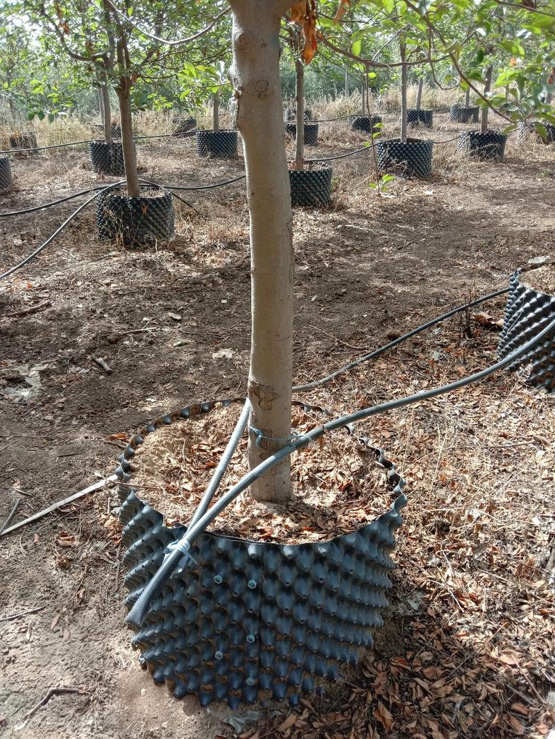 北美海棠精品容器苗一级树可视频看树8至14公分