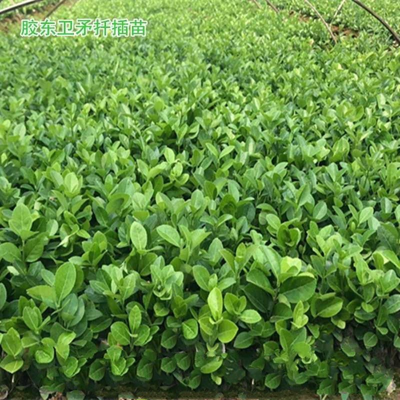 卫矛床苗优质扦插小苗根系发达，成活率胶东卫矛苗