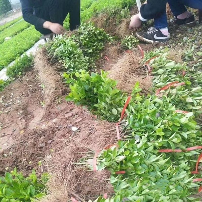 卫矛床苗优质扦插小苗根系发达，成活率胶东卫矛苗