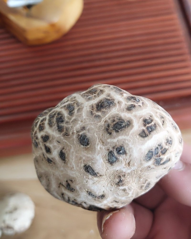 全国包邮云南精品食用菌野生菌干货大花香菇
