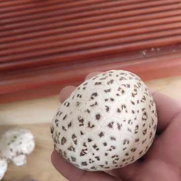 全国包邮云南精品食用菌野生菌干货大花香菇