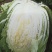 黄心白菜（上市了欢迎各地新老客户光临）
