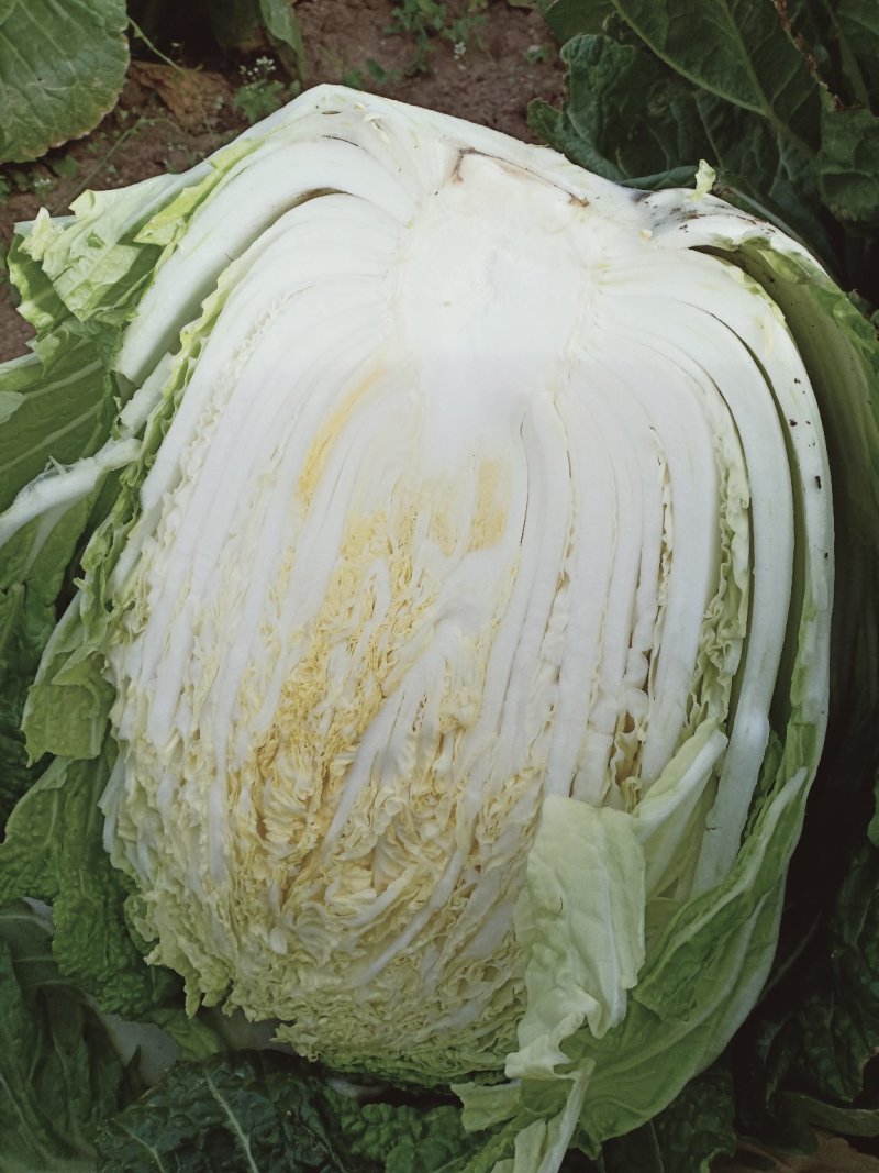 黄心白菜（上市了欢迎各地新老客户光临）