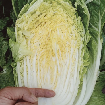 黄心白菜（上市了欢迎各地新老客户光临）