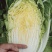 黄心白菜（上市了欢迎各地新老客户光临）