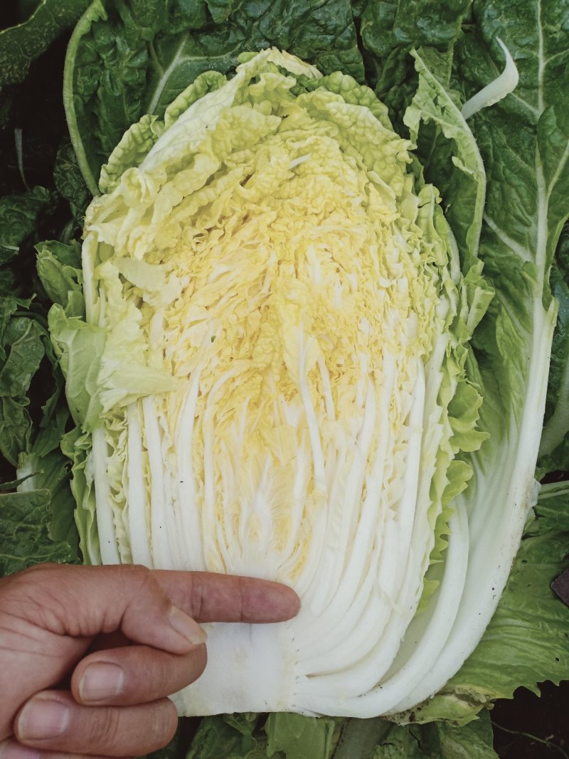 黄心白菜（上市了欢迎各地新老客户光临）