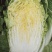 黄心白菜（上市了欢迎各地新老客户光临）